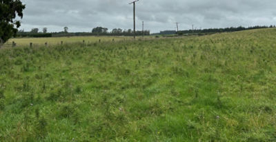 With Cali thistles controlled grazing management will be made simpler and more predictable.