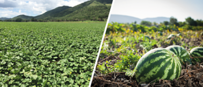 Melón_Sandía_1400x900px1.