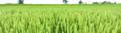  Midseason_Wheat_banner