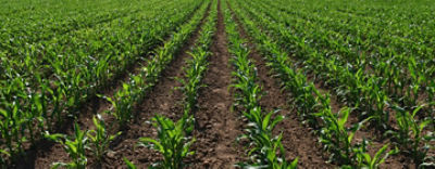 Mikroemelekszerepe1440cover