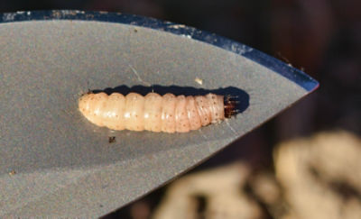 Image of Navel Orangeworm on Tree Nut