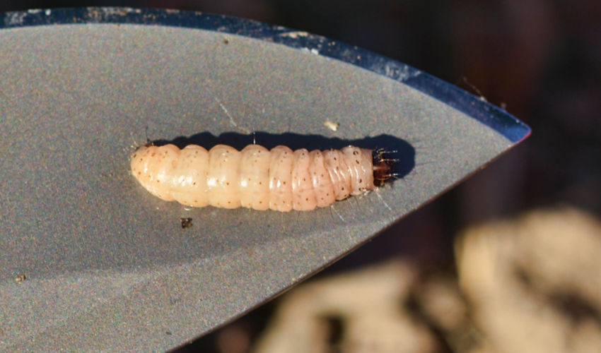 Image of Navel Orangeworm on Tree Nut