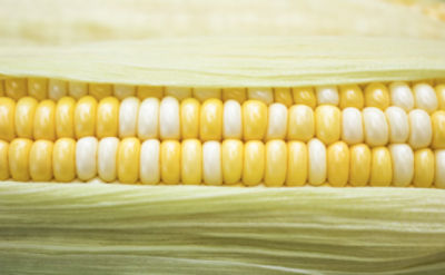 corn.png