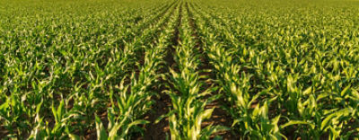 Nitrogenpotlasidozitesecover