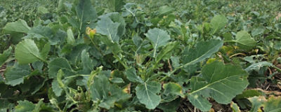 OSR at Korvetto timing 1 March