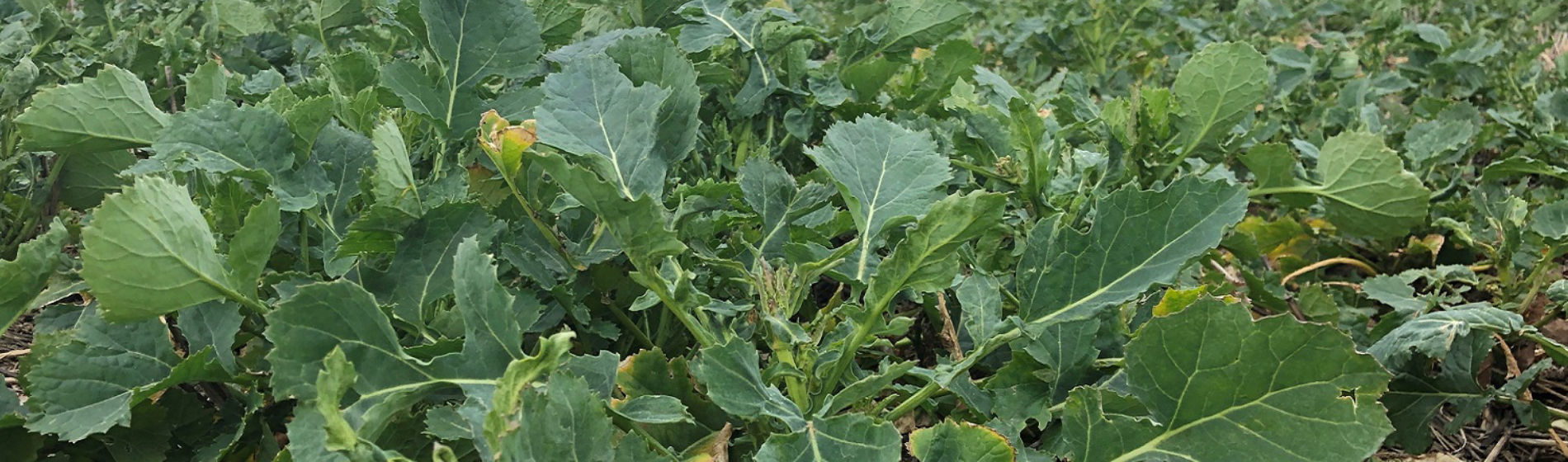 OSR at Korvetto timing 1 March