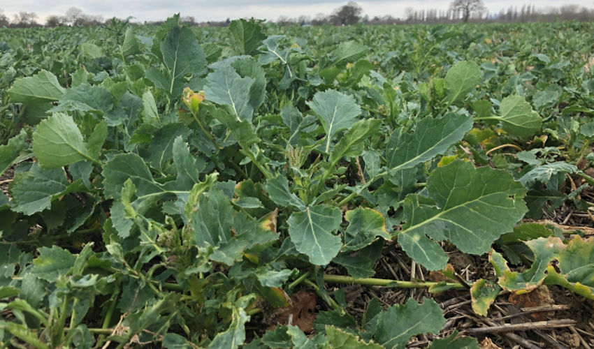 Oilseed rape OSR at Korvetto timing 1 March 2022