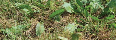 Onkruidsituatie in grasland SEP 2022