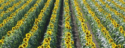 OptimoCarecoverAgronomy