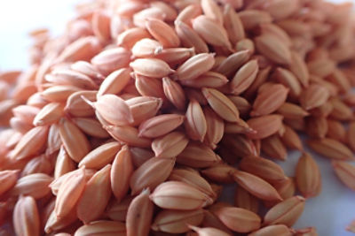 SATシードアプライドテクノロジー