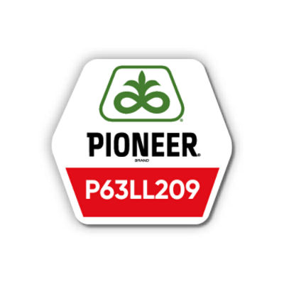 Соняшник Pioneer