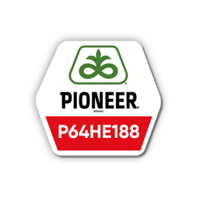 Соняшник Pioneer