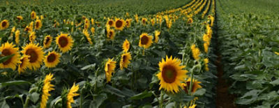 P64LP170P64LP180WEBCOVER