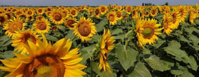 P64LP180coveragronomy1440