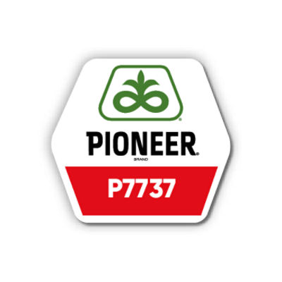Кукурудза Pioneer