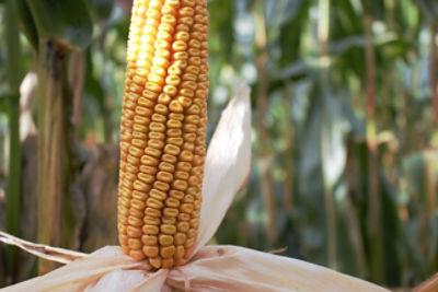 Video: Pioneer maisras P8153