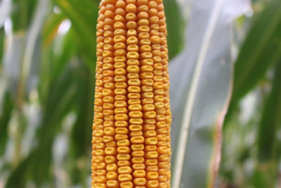 Pioneer maisras P8317
