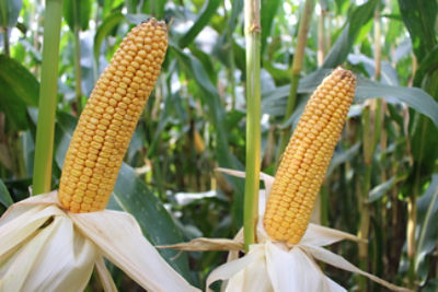 Pioneer maisras P83.224