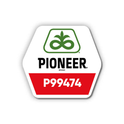 Кукурудза Pioneer