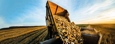 Versuchsergebnisse Mais 2023