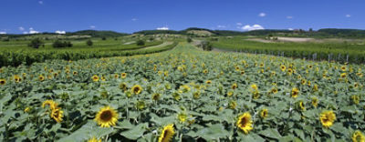 Versuchsergebnisse Sonnenblumen 2023