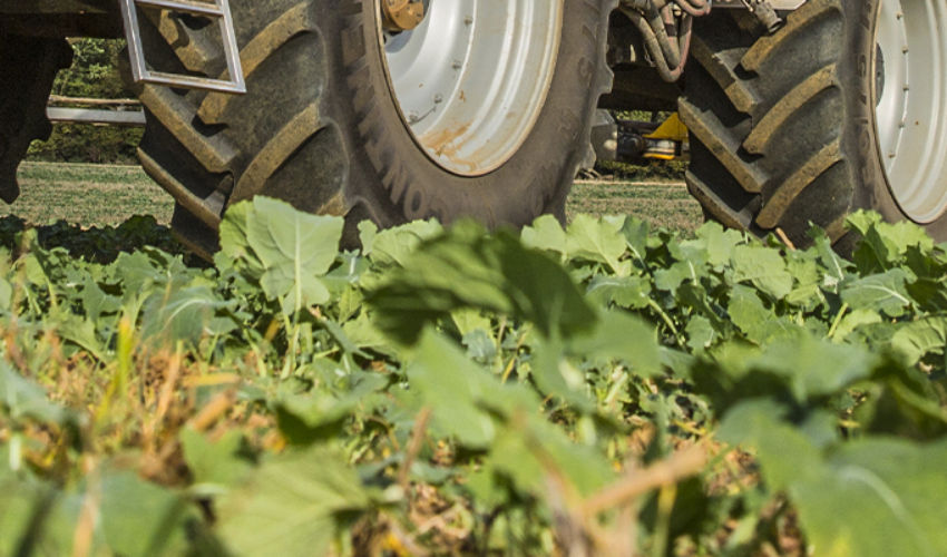 Sprayer in OSR field