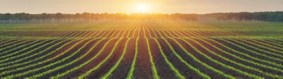 Plant Sciences Symposia