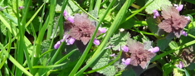 Paarse doventel in grasland