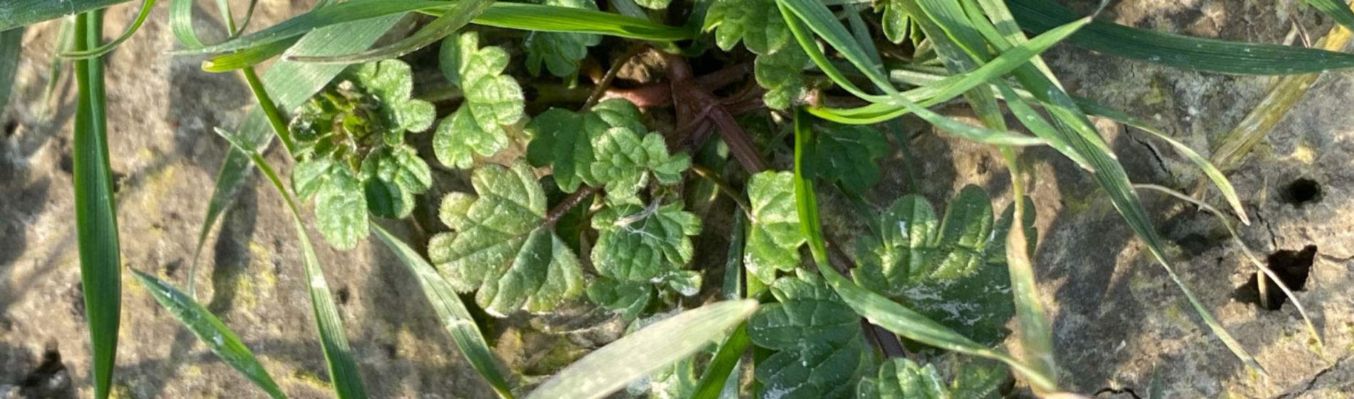 Pixxaro sterk op paarse dovenetel