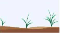 Tamang dosis at tamang timing