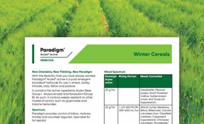 Paradigm Winter Cereals