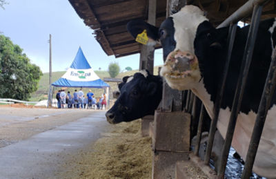 Inovações visam melhorar a qualidade da produção de leite.