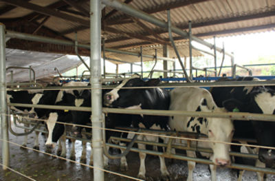 Participantes trouxeram soluções para melhorar a cadeia do leite.