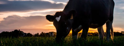 Conheça 6 avanços tecnológicos que revolucionaram a pecuária brasileira