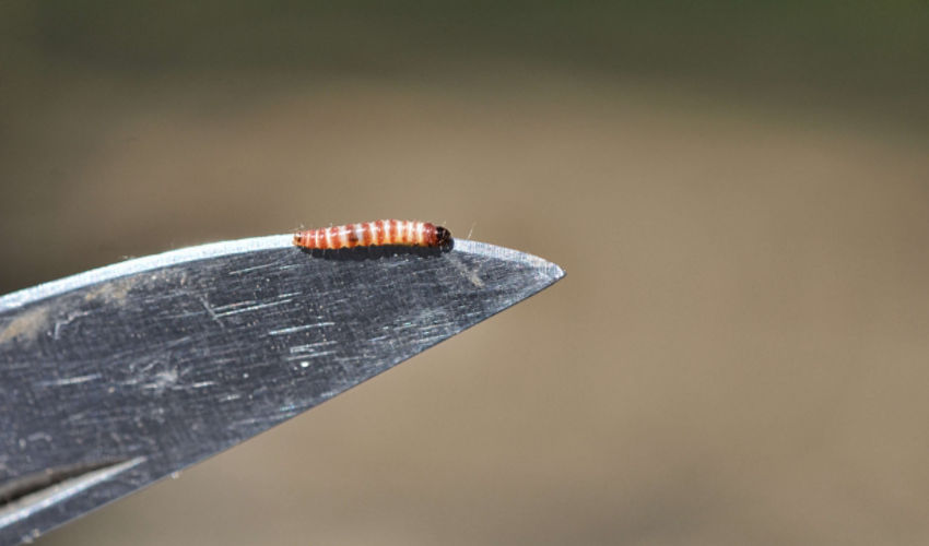 Image of peach twig borer on Tree Nut