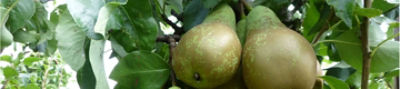 Pears_web_Delegate
