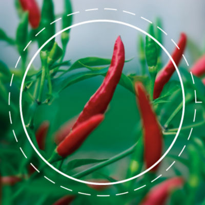 Pepper-Infographics-FPO