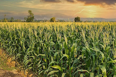 Crop Sustainability and Pest Control in Farming