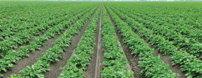 Phytophthora_advies_2024_header_web