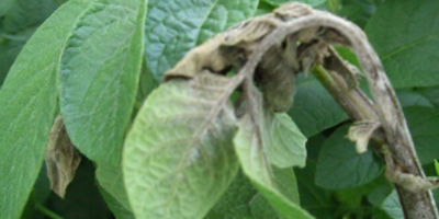 Phytophthora_infestans_header