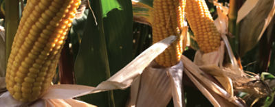 Pioneer P7364