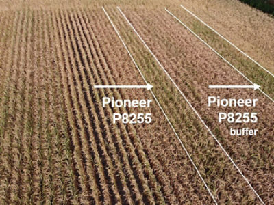 Pioneer Maisras P8255 Langer behoud van vitaliteit bij droogte.