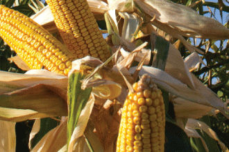 Pioneer P8307 