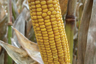 Pioneer P8532