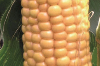 Pioneer P7326