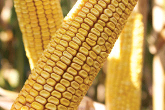Pioneer P7404