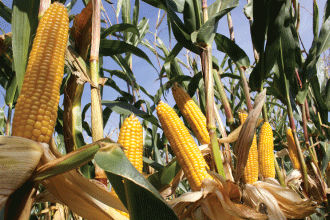Pioneer-P7892-ef
