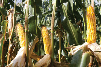 Pioneer P7932 