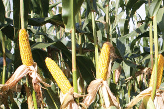 Pioneer 8333 