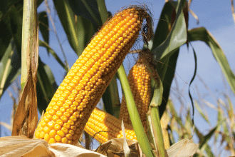 Pioneer P8888 